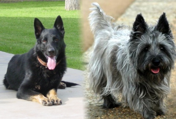Large and small dog boarding